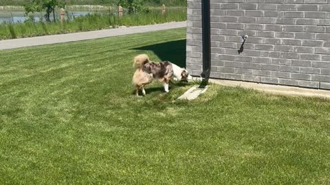 Tail-Holding Australian Shepherd Crashes Into House