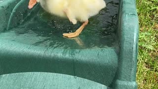 Gosling Gets Stuck on Slide