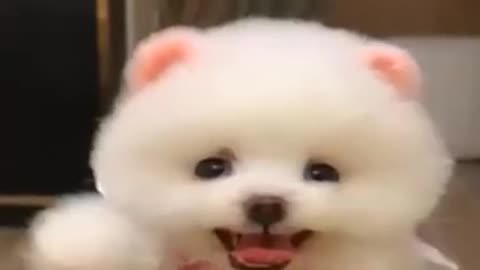 Cute And Funny Pomeranian Moments | Smart Dog | Lovely Pet