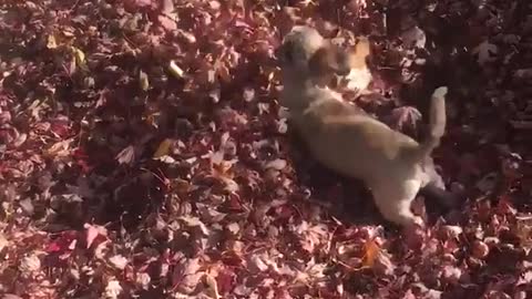 Two small dogs play in a pile of leaves