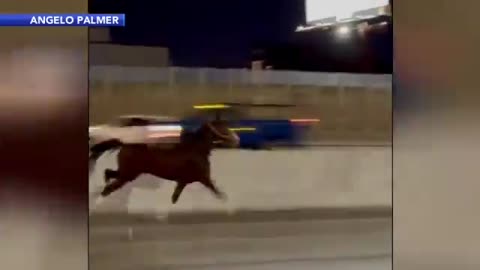 Horse Spotted Running Down I-95 in Philadelphia