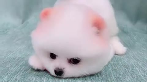 Cute🤗🤗dog funny 🤣🤣 video tiktok