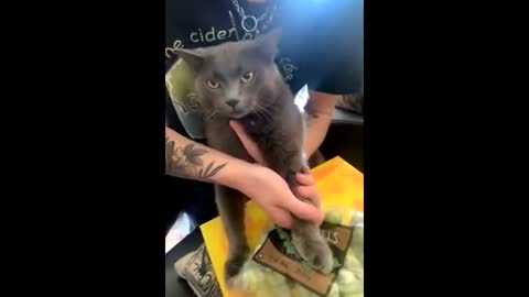 Upset cat reluctantly lets man use frozen bag of Brussels sprouts as ice pack