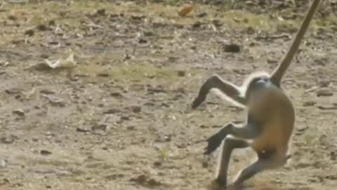 Cute and Funny monkey video