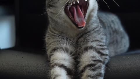 Whats your favourite part of a cats yawn?🥱