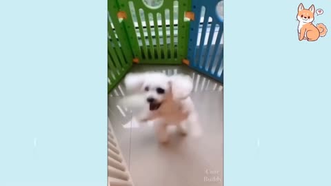 Cute dogs and puppies video part 4