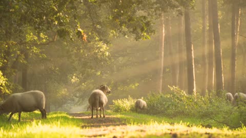 ship morning sunray nature