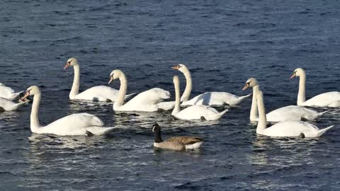 Swans Ducks Water White Bird Nature Animal | हंस बतख पानी सफेद पक्षी प्रकृति पशु