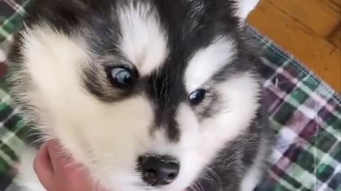 Cute Husky Puppy