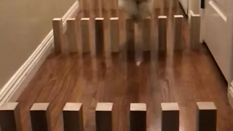 White dog jumps wooden dominoes in slow mo in hallway