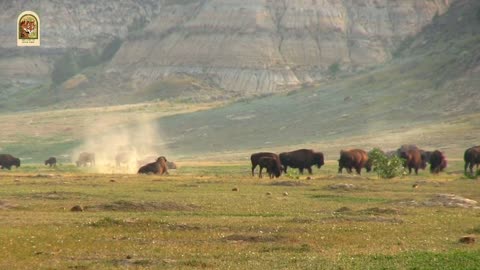 American bison is the largest land animal in North America.