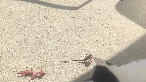 Lazy Cat Plays with Lizard