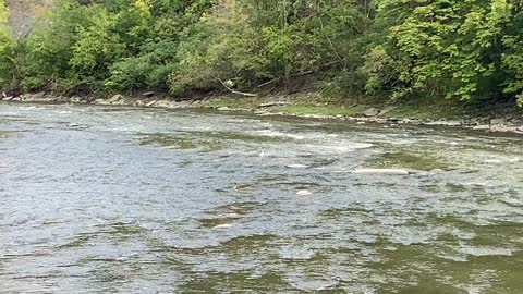 Great White Egret middle of Humber River