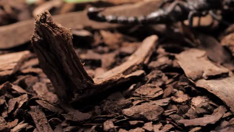 Closeup of black scorpion walking