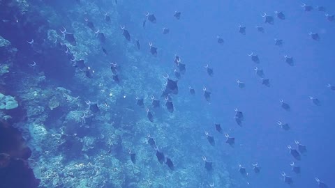 There is a paradise for divers under the sea on Badul Island