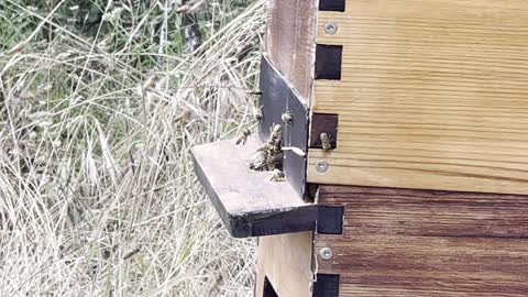 Bees flying into flow hive