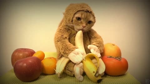 Cute cat eating banana/ Cute cat sitting with food