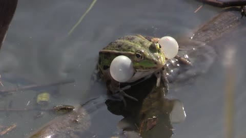 Unique Wild Forest Frog Sounds And Strange Movements