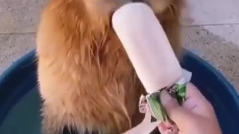 Funny moment dog eating a ice cream | Funny Clips