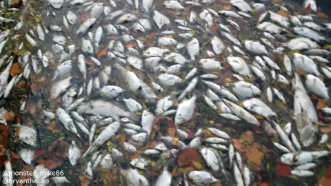 MASSIVE FISH KILL! BIG Fish Dying Everywhere