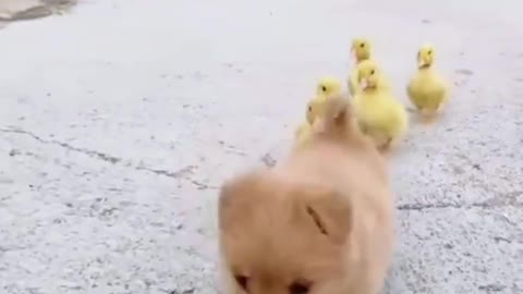 Cute puppy playing with birds