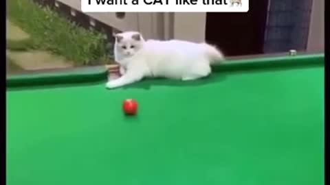 I want a Cat Like That