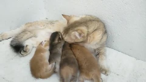 amazing baby monkey comes to mother cat for milk