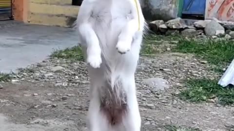 Dog fanny dance