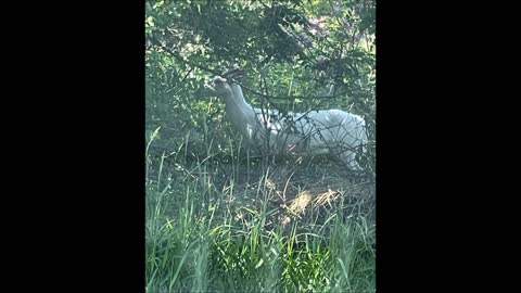 6/22 A Picture Of An Albino Deer In Oconomowoc WI.