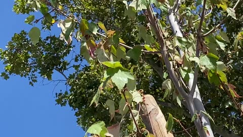 Tree Birds of California