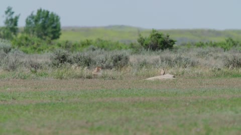 PRAIRIE DOGS ARE THE SMARTEST ENGINEERS THAT EXIST IN NATURE