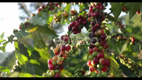 Group of ripe and raw coffee