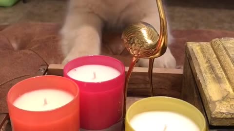 Golden retriever puppy afraid of Flamingo