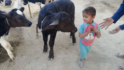 Baby and animals animal and kid love love between an animal and a little baby kid