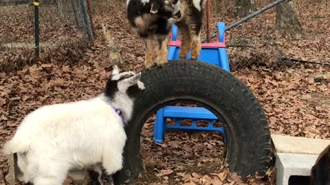 Baby Goats Playing Together