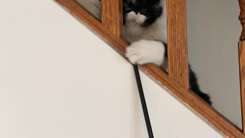 Milo and Loki playing on the stairs