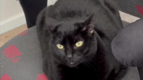 Adopting a Cat from a Shelter Vlog - Cute Precious Piper is a Sweet Office Loaf #shorts