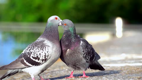 Two pigeons on the ground, a cute moment of a cute pigeon couple