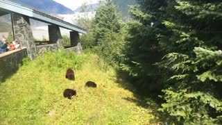 Wild Bears Near Alaskan Glacier