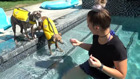 Teaching The Dogs How To Swim