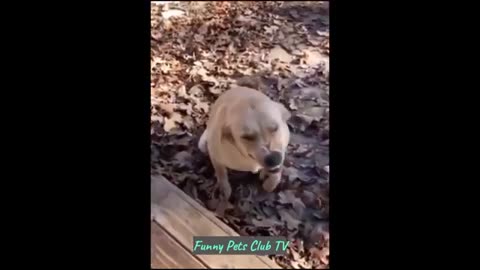 Cats and Dogs Funny videos