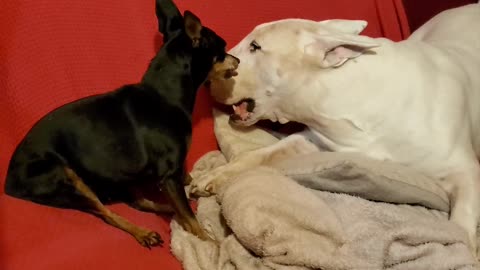 Funny angry little dog vs big dog