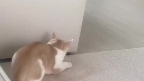 The kitten and the child were startled by the funny situation