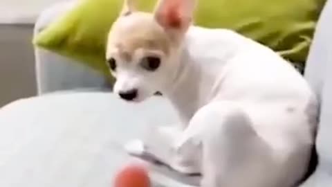 Funny dog