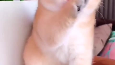 Baby Cat funny movement 😘