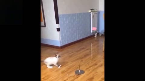 kitten jumping on the ball