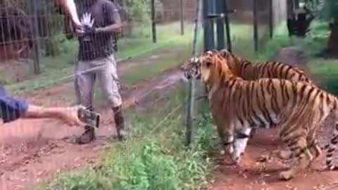 #Tiger shots video