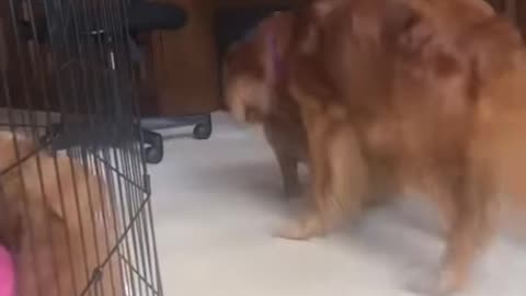 Mama dog disciplines her puppy!