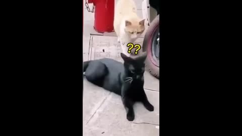 Funny animal videos funny cats/dogs funny video 2024 part 2