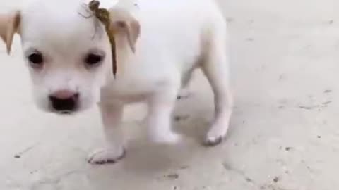 OMG |😲 THESE DOGS ARE SO 🐶 Ultimate Baby Dog |🐕SMART AND FUNNY ||🤣Funny Dog Videos 2021🤣 🐶|